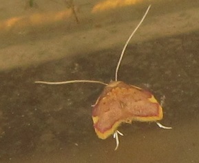 Carcina quercana ( Peleopodidae)